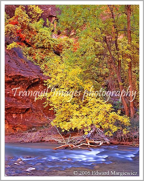 450168---Fall foliage along the Virgin River